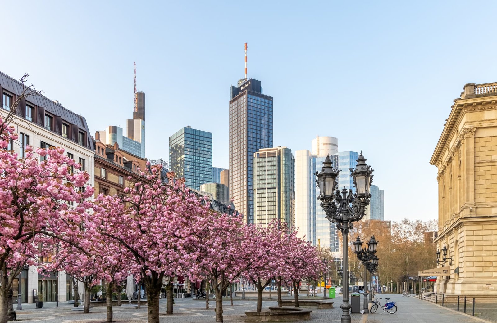 Frankfurter Skyline mit blühenden Kirschbäumen an der Alten Oper